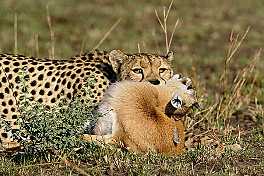 印度豹,捕食,瞪羚,猎豹,塞伦盖蒂国家公园,坦桑尼亚