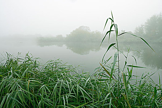 湖,芦苇,晨雾,黑森州,德国