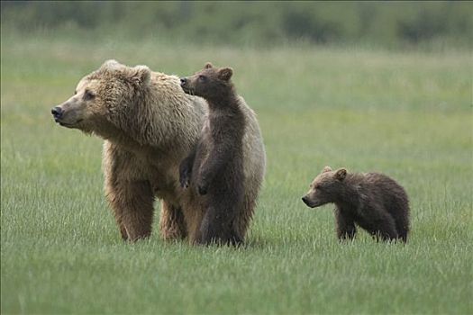 大灰熊,棕熊,成年,女性,两个,一岁,幼兽,莎草,卡特麦国家公园,阿拉斯加