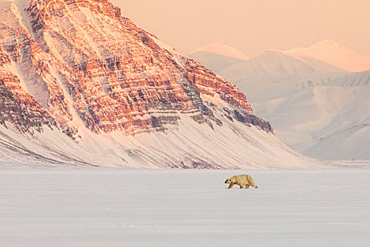 北极熊,靠近,西部,斯匹次卑尔根岛,岛屿,斯瓦尔巴特群岛