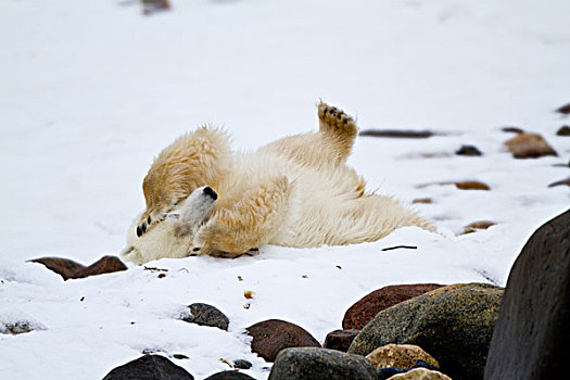 北极熊,雪中,弄干,冬天,丘吉尔市,野生动物,管理,区域,加拿大