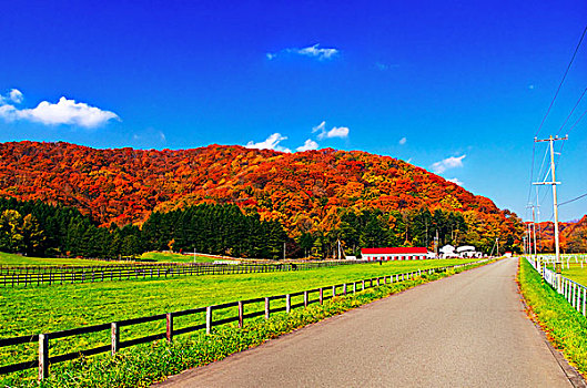 彩色,秋叶,山,草场,道路