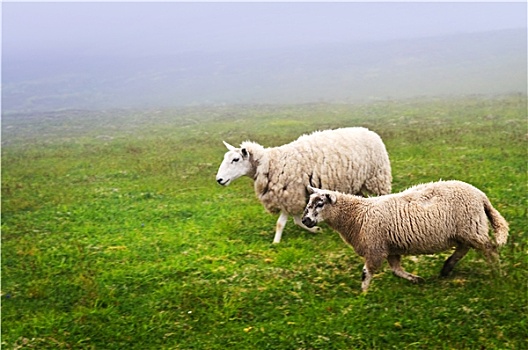 绵羊,纽芬兰