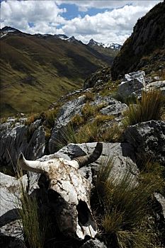 母牛,头骨,小路,秘鲁,南美