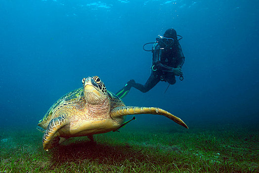 潜水,绿海龟,龟类,上方,海草,草地,海滩,民都洛,菲律宾,亚洲
