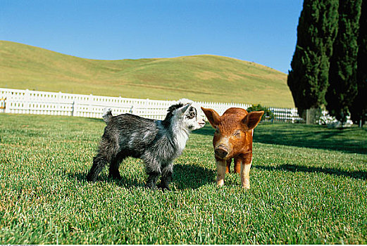矮小,山羊,猪,加利福尼亚,美国