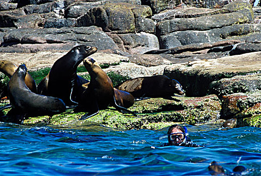 墨西哥,下加利福尼亚州,潜水,海狮,加州海狮