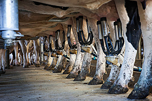 挤奶,设备,联结,动物乳房,黑白花牛,母牛,兰卡斯特,宾夕法尼亚,美国