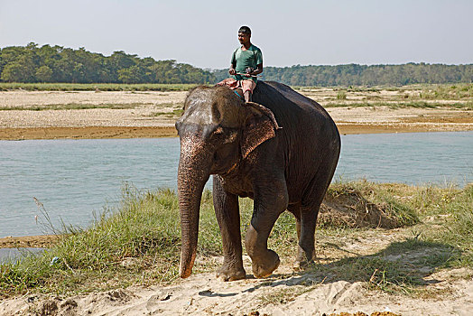 大象,奇旺,国家公园,低地,尼泊尔,亚洲