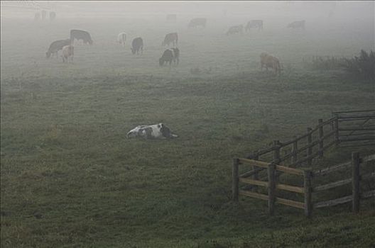 母牛,草场,萨德伯里,英格兰