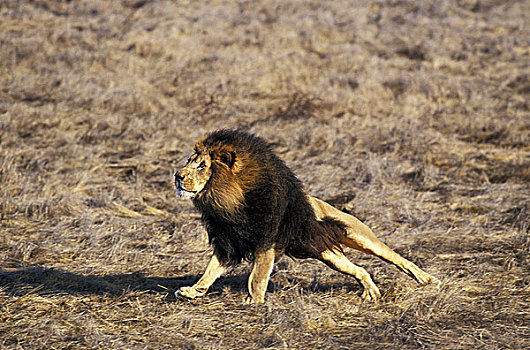 非洲狮,狮子,雄性,跑