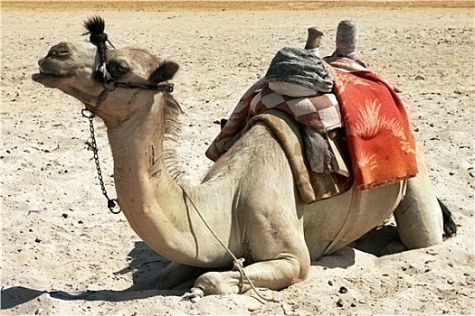一个,坐,骆驼,沙漠