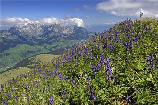 顶峰,山,山脉,阿彭策尔,瑞士