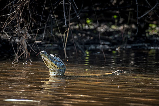 宽吻鳄,水中,潘塔纳尔,南马托格罗索州,巴西,南美