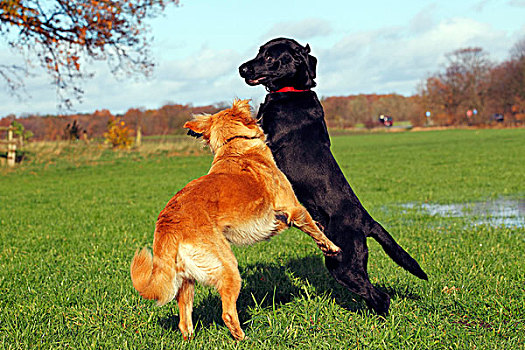 黑色,拉布拉多犬,猎犬,狗,玩,杂交,草地,秋天,家犬