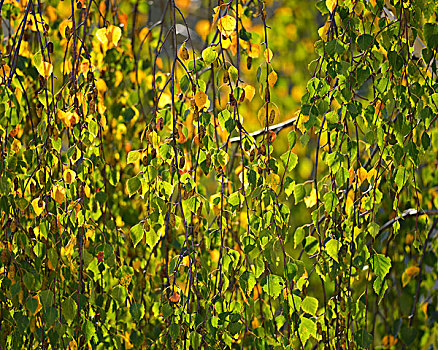 桦树,贝图拉州立公园,秋叶,提洛尔,奥地利,欧洲