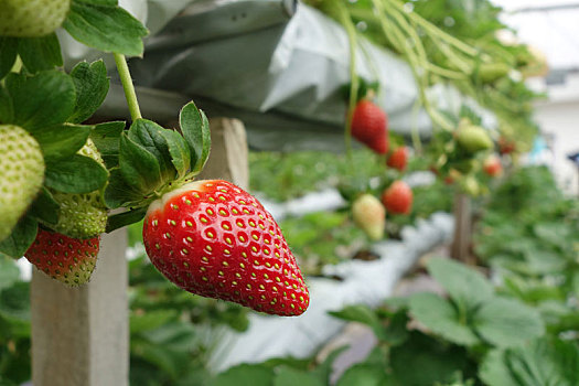 新鲜,草莓,温室