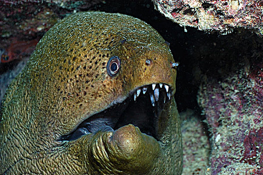 巨大,海鳗,头像,马尔代夫