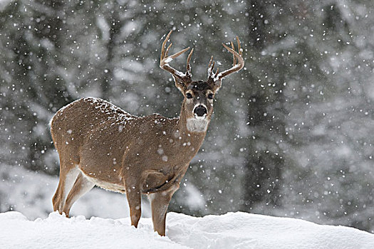 白尾鹿,公鹿,冬天,亮光,下雪