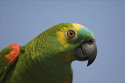 鹦鹉,潘塔纳尔,巴西