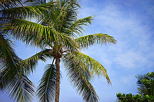 棕榈树,蓝天,蓬塔卡纳,多米尼加共和国
