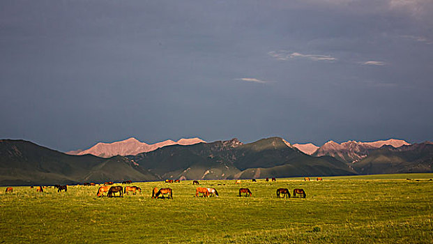 山丹祁连山军马场美景