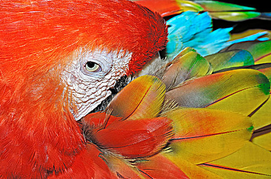 绯红金刚鹦鹉,南美,荷兰,欧洲