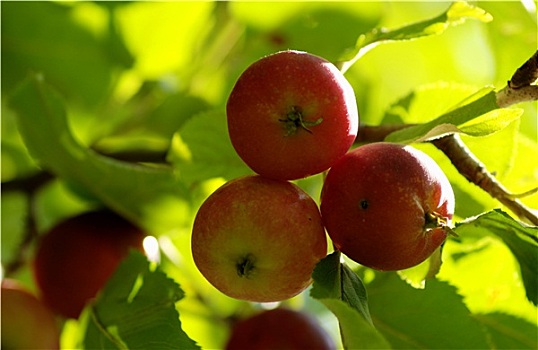 苹果树,饮食,新鲜,健康