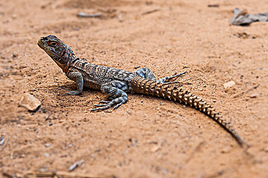蜥蜴,鬣蜥蜴,马达加斯加,非洲