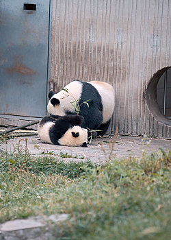 中国四川卧龙国宝中华大熊猫