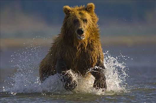 阿拉斯加棕熊,棕熊,湾,阿拉斯加,美国