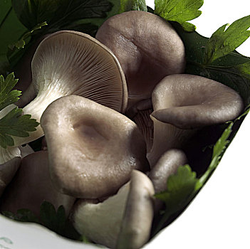蚝蘑,食用菌,白色背景