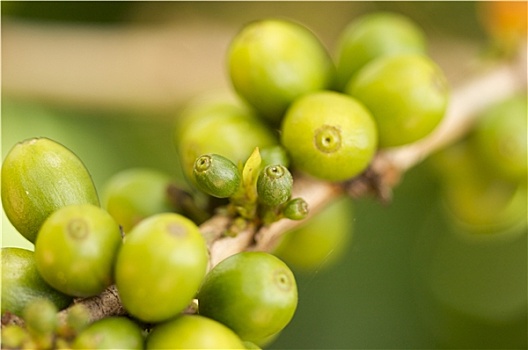 咖啡豆,枝条,考艾岛,夏威夷