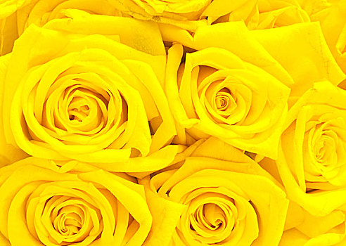 黄色,玫瑰