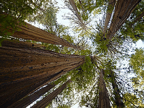 仰视,红杉,穆尔国家森林纪念地,加利福尼亚,美国