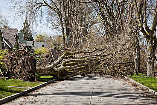 落下,树,阻挡,街道,温哥华,不列颠哥伦比亚省,加拿大