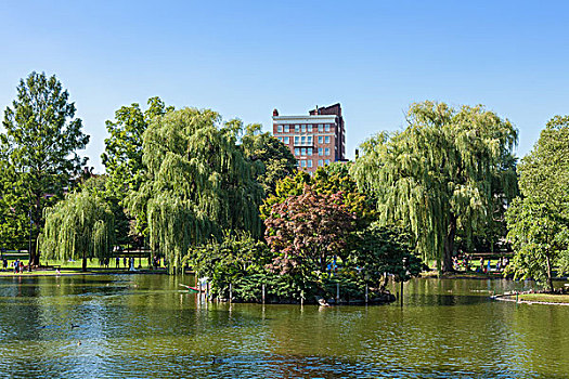 风景,普通,公园,湖,波士顿