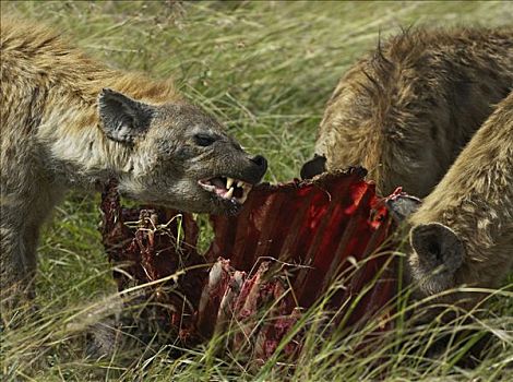 斑鬣狗,鬣狗,杀,西部,走廊,塞伦盖蒂,坦桑尼亚