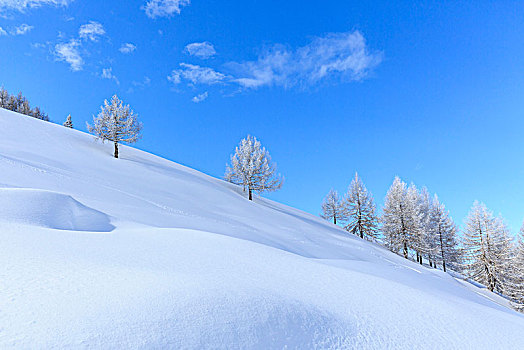 积雪,树,蒙特卡罗,省,伦巴第,意大利