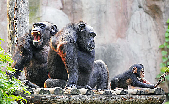 猩猩家庭