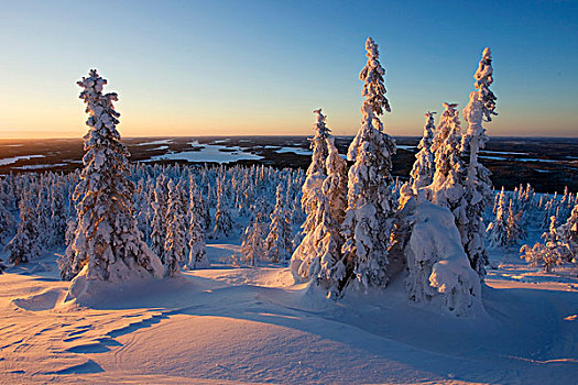 冬天,风景,山,库萨莫,区域,芬兰,欧洲