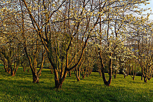 盛开,樱桃树,春天,米尔顿堡,干流,地区,施佩萨特,巴伐利亚,德国