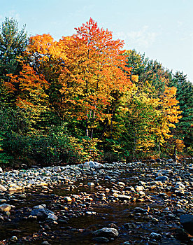 佛蒙特州,秋色,糖枫,树,糖槭,河流,大幅,尺寸