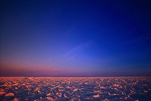 浮冰,日出,拉布拉多海,拉布拉多犬,加拿大