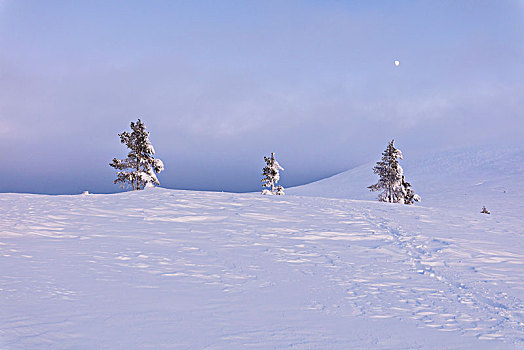 孤单,树,雪地,国家公园,拉普兰,芬兰