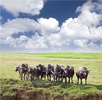 群,母牛,绿色,草地,多云