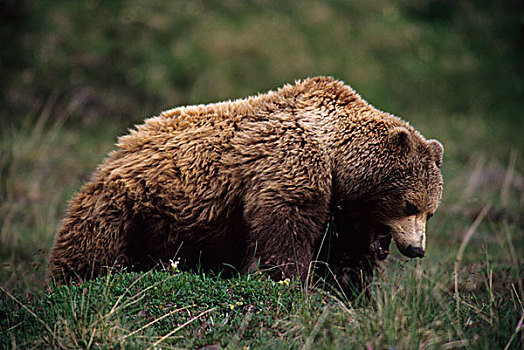 美国,阿拉斯加,德纳里峰国家公园,大灰熊,母熊