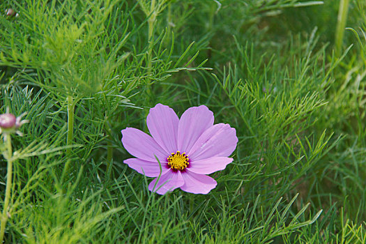 高原格桑花,波斯菊