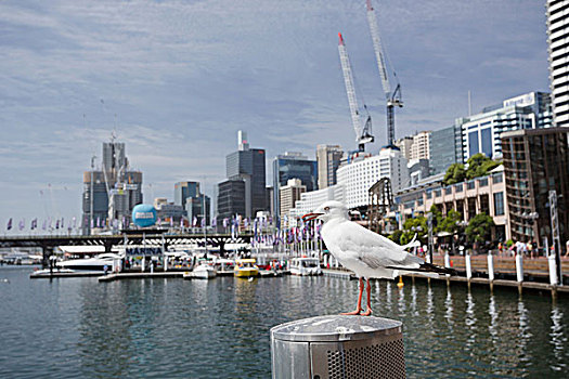 银,海鸥,栖息,水岸,悉尼,新南威尔士,澳大利亚
