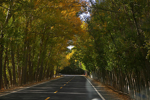 新疆,道路